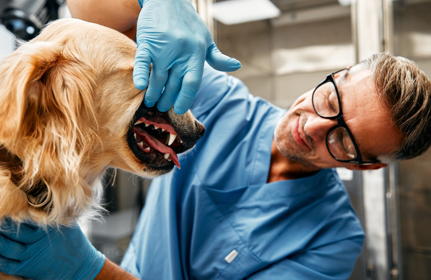 
          
            Dog Dental Health Statistics Australia: Oral, Diseases & Trends
          
        