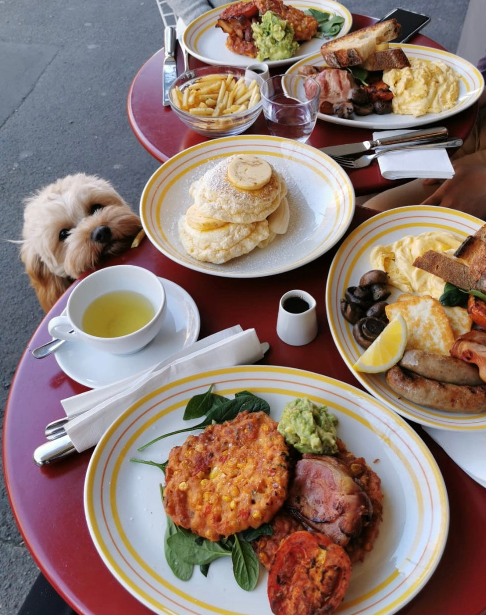 
          
            Cavoodle puppy going on brunch date with human
          
        