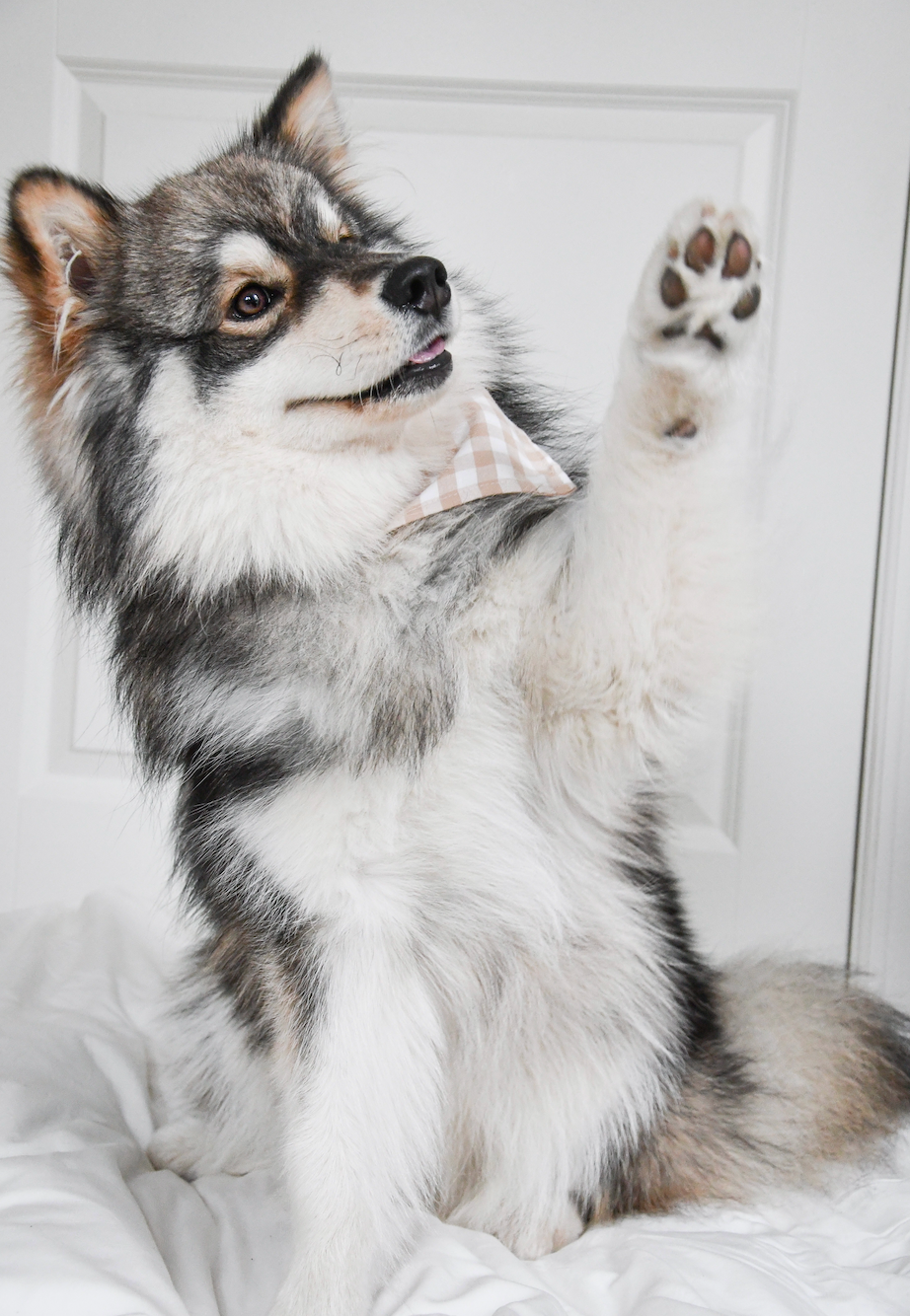 
          
            Husky Puppy doing Tricks
          
        