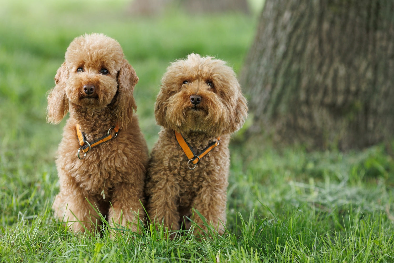 
          
            Chocolate poodles are one of the hypoallergenic dog breed.
          
        