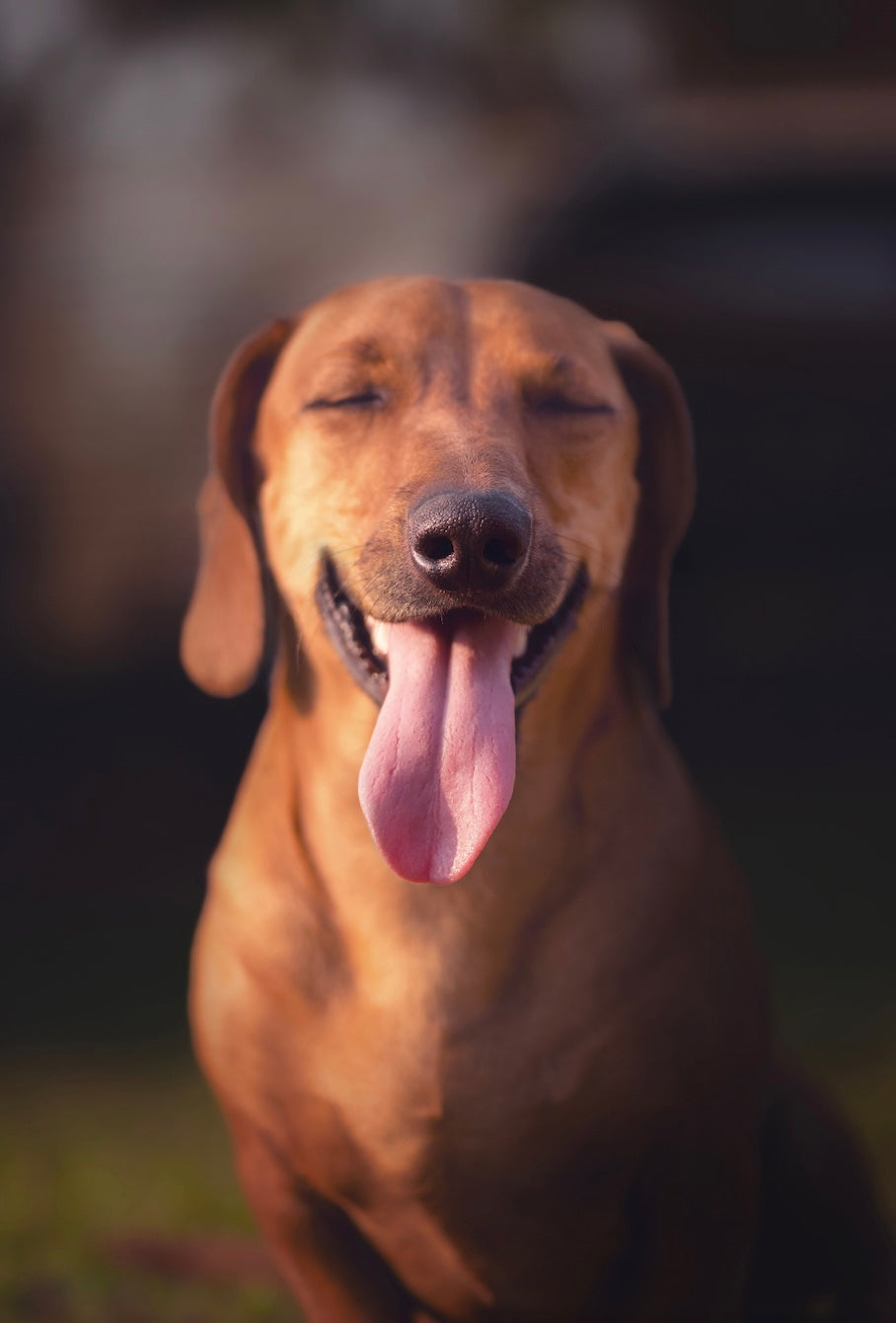 
          
            Happy dog sticking his tongue out
          
        