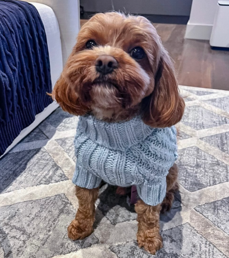 Baby Blue Jordan Dog Knit Sweater