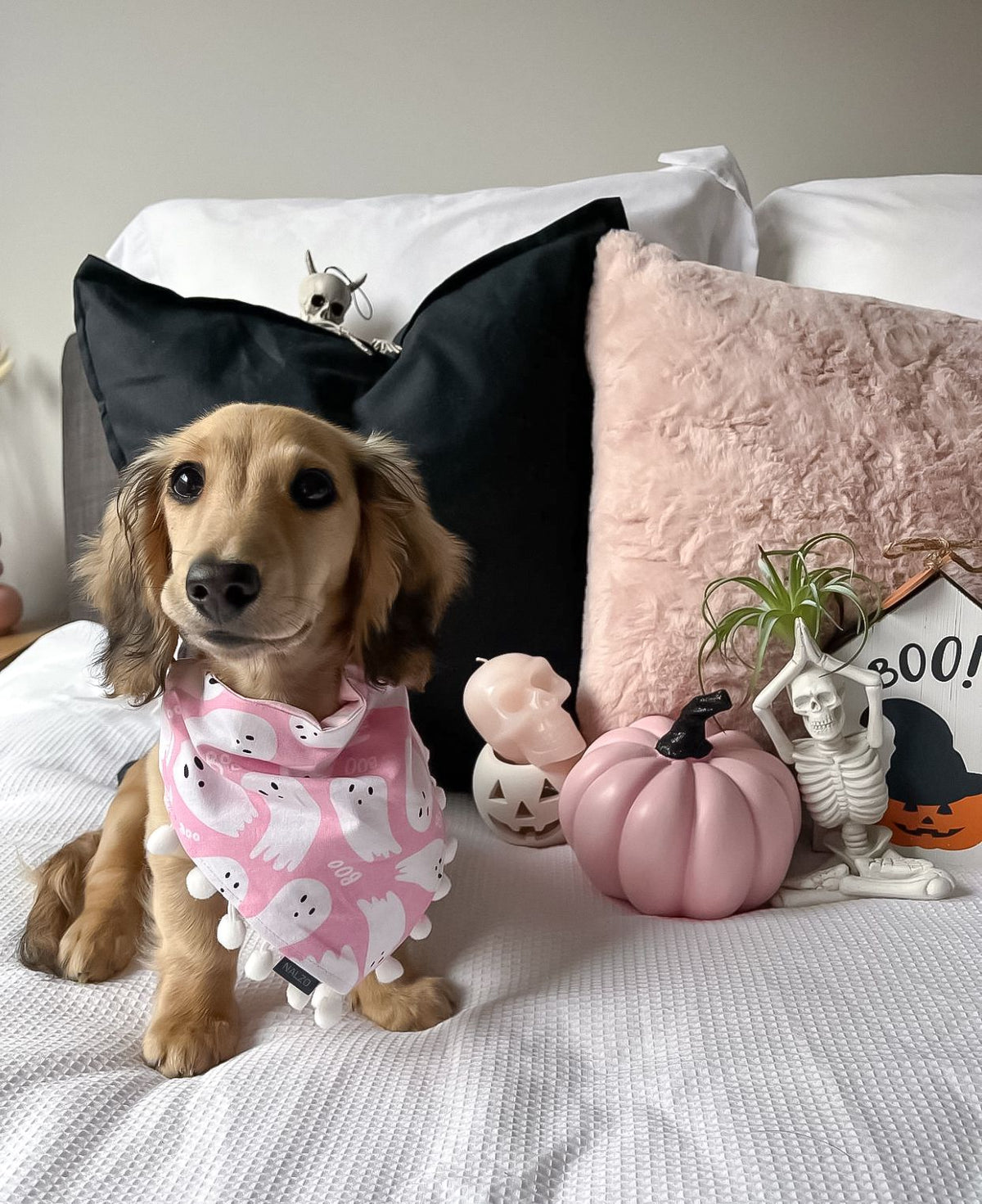 Bossy Boo Bandana