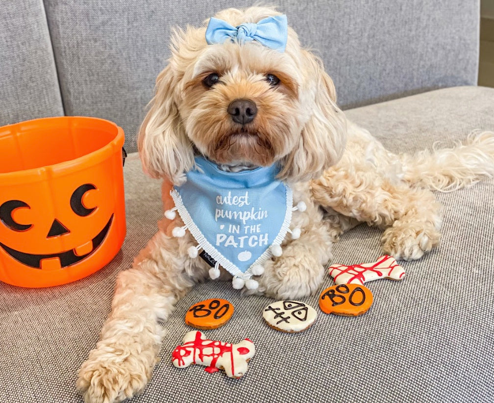 Cutest Pumpkin Vinyl