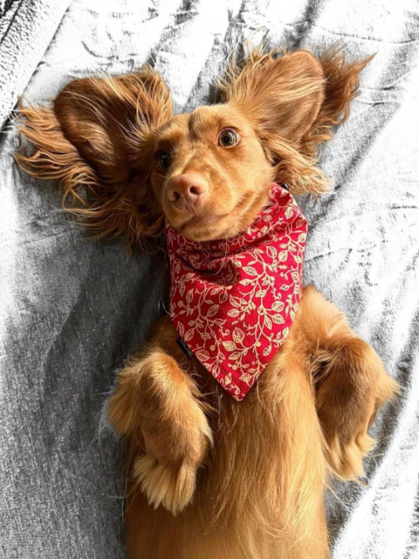 Dog scarf discount australia