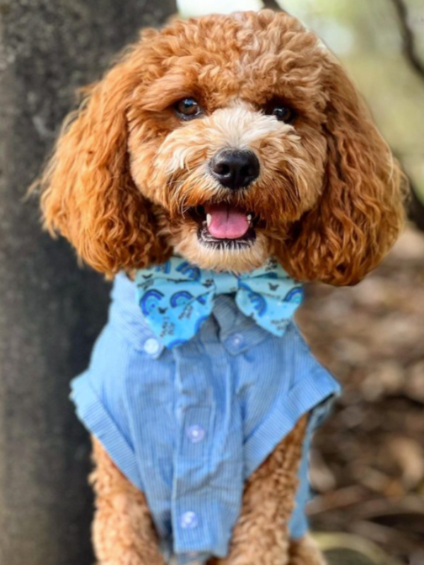 Bow ties discount for dogs australia